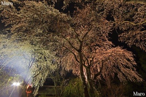 京都の桜 佐野邸の祇園枝垂桜 京都市右京区 2013年3月30日