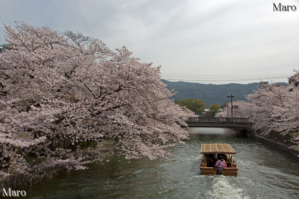 「京都の桜」 冷泉通（疏水）の桜並木 京都市左京区 2013年4月1日