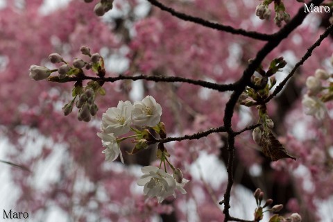 「京都の桜」 開花が始まる雨宝院の歓喜桜 背景に八重紅枝垂 2013年4月1日
