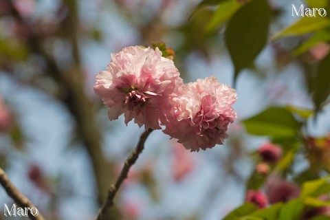 京都の桜 平野神社のツクバネ 色変わり進む 2013年4月18日