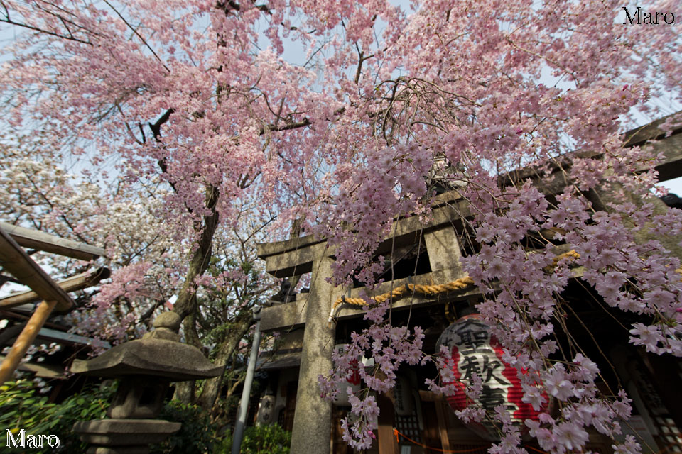「京都の桜」 雨宝院の八重紅枝垂 満開 京都市上京区 2013年4月5日