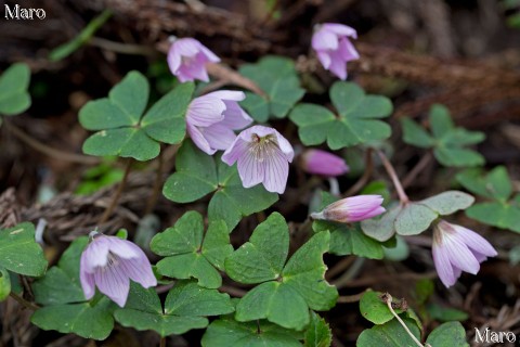 ミヤマカタバミ（深山片喰） ピンク色の花 青葉山 2013年4月