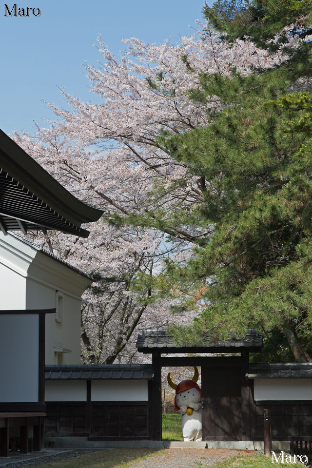 彦根城の桜 ひこにゃんとサクラとコクチョウと 滋賀の桜
