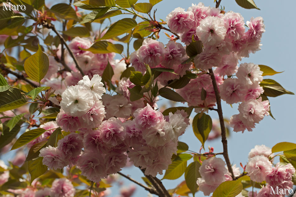 京都の桜 千本ゑんま堂（引接寺）のフゲンゾウ（普賢象） 2013年4月18日