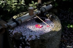 桜の花びら浮かぶ手水鉢 上品蓮台寺（上品蓮臺寺、十二坊） 2013年4月5日