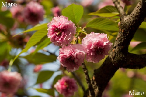 京都の桜 平野神社のツクバネ（突葉根、突羽根） 2013年4月18日