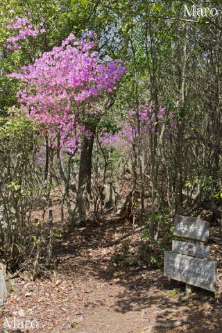 滝山古墳（二の山）のコバノミツバツツジ 兵庫県丹波市 2013年4月