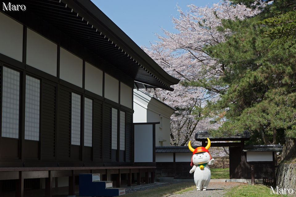 彦根城の桜 ひこにゃんとサクラとコクチョウと 滋賀の桜