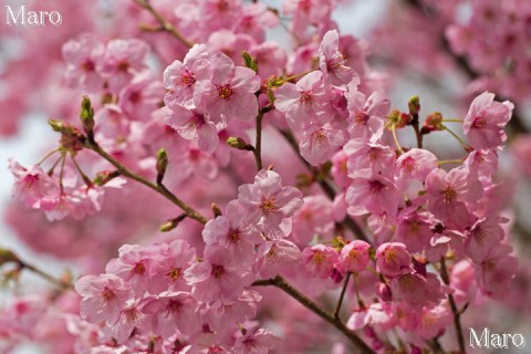 京都の桜 上賀茂神社のヨウコウ（陽光桜） 2013年4月1日