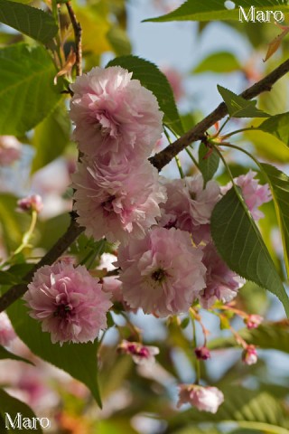 京都の桜 千本ゑんま堂のニソンインフゲンゾウ 2013年4月