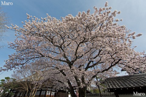 「京都の桜」 本隆寺のソメイヨシノ 染井吉野 京都市上京区 2013年4月1日