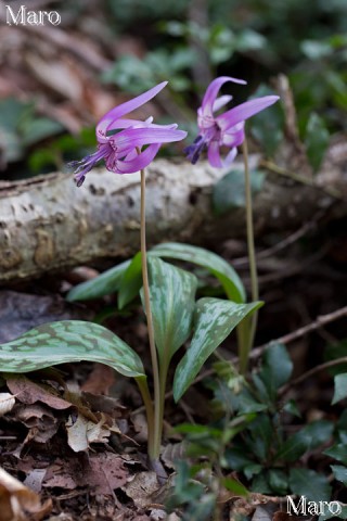 カタクリの花 京都府 2013年4月