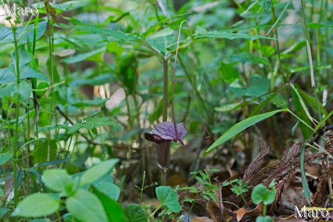 ウラシマソウ（浦島草）の花 大阪府 2013年5月