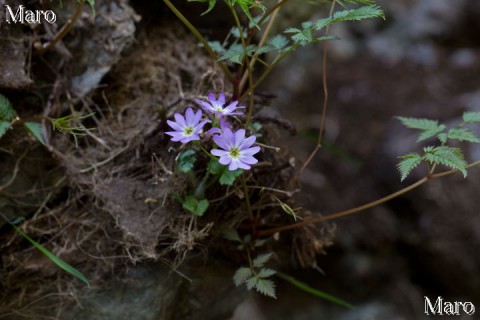 オオミネコザクラの花 稲村ヶ岳、大日山 2013年5月