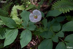 ヤマシャクヤク（山芍薬）の花 花期終わり 稲村ヶ岳 2013年5月