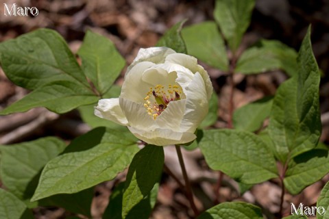 ヤマシャクヤク 八重咲き 淡いクリーム色の花 鈴鹿山脈 2013年