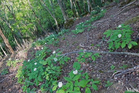 急斜面に広がる大規模なヤマシャクヤク群落 鈴鹿山脈 2013年