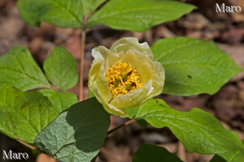 ヤマシャクヤク 八重咲き 濃いクリーム色の花 鈴鹿山脈 2013年