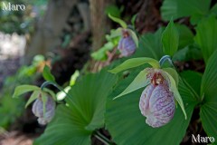 クマガイソウの花 2013年5月