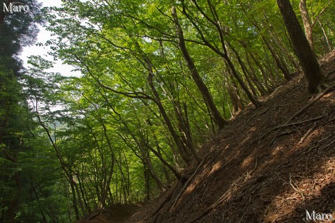 京都北山の新緑 2013年5月下旬