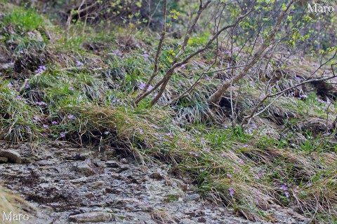 オオミネコザクラの自生地 稲村ヶ岳、大日山 2013年5月