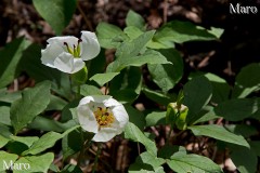 花期を終えるヤマシャクヤク（山芍薬） 京都北山 2013年5月