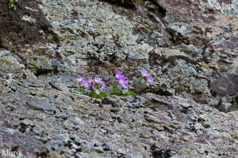 岩壁に咲くオオミネコザクラ 稲村ヶ岳、大日山 2013年5月