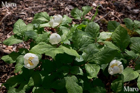 新鮮なヤマシャクヤク 山芍薬 鈴鹿山脈 2013年