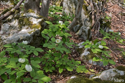 見頃を迎えたヤマシャクヤク群生地 山芍薬 鈴鹿山脈 2013年