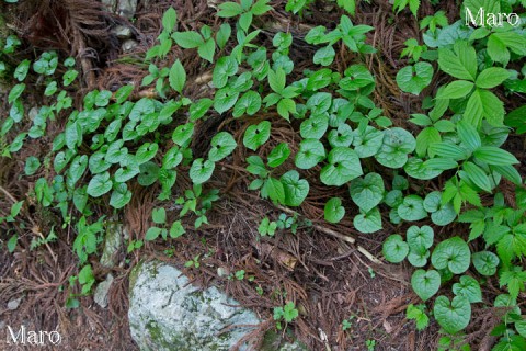 フタバアオイ（双葉葵）を含む植物群落 稲村ヶ岳 2013年5月