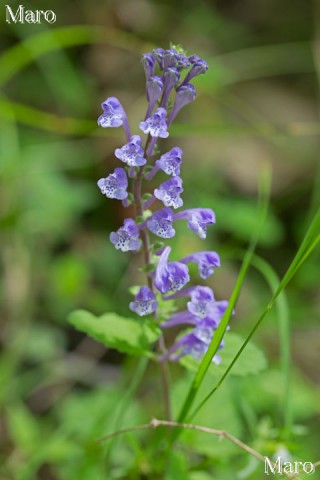 タツナミソウ(立浪草)の花 大阪府 2013年5月 タツナミソウ(立浪草)の花 大阪府 2013年5月
