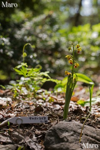 サルメンエビネ 京都府立植物園 2013年4月