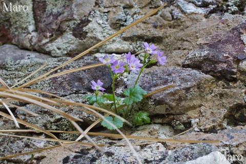 岩場に咲くオオミネコザクラ（コイワザクラ） 稲村ヶ岳、大日山 2013年5月