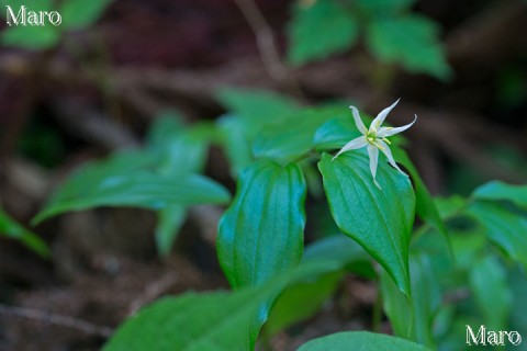 大きなチゴユリ（稚児百合）の花 稲村ヶ岳 2013年5月