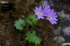 オオミネコザクラの花 大峰山脈 2013年5月