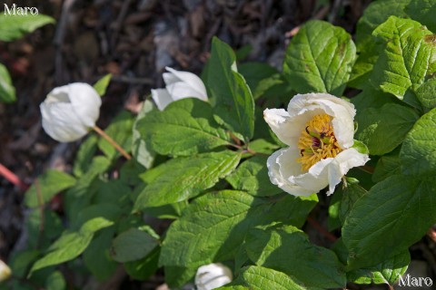 ヤマシャクヤクの花 八重咲き 鈴鹿山脈 2013年