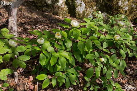 鈴鹿山脈 ヤマシャクヤク群生地 山芍薬 2013年