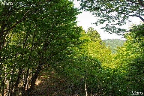 新緑眩しい尾根道 京都北山 2013年5月