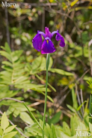 ノハナショウブ（野花菖蒲）の花 滋賀県 2013年6月