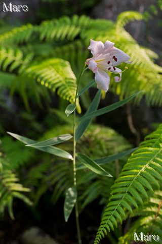 西日を浴びるササユリの花 津田山