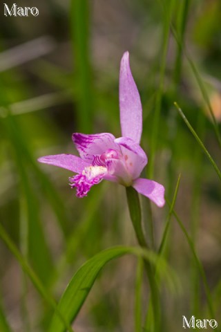 色濃いトキソウの花 滋賀県 2013年6月