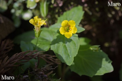 ミゾホオズキ（溝酸漿）の花 京都府 2013年6月