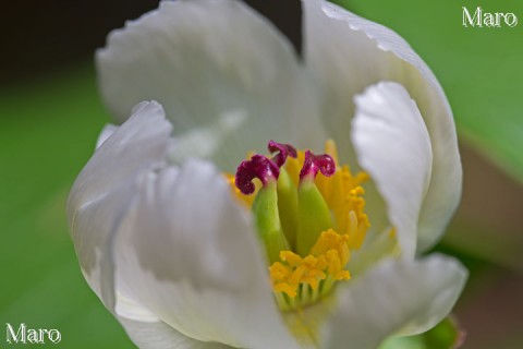 ベニバナヤマシャクヤク（白花型） 雌しべの柱頭 京都府 2013年6月