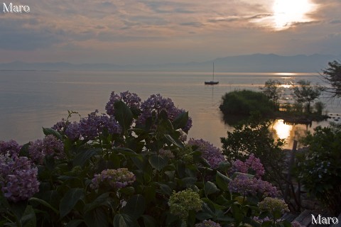 琵琶湖畔の夕べ 水ヶ浜のアジサイ（紫陽花） 滋賀県近江八幡市 2013年6月