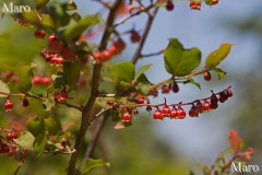 ナツハゼ（夏櫨）の花 滋賀県 2013年6月