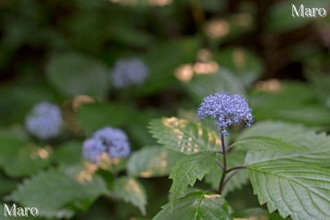 コアジサイ（小紫陽花）の花 滋賀県 2013年6月