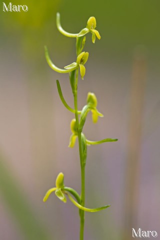 コバノトンボソウ（小葉の蜻蛉草）の花 ラン科 滋賀県 2013年6月