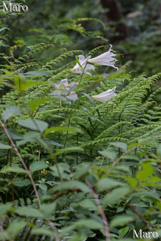 藪の中に咲くササユリ（笹百合） 遠景 滋賀県近江八幡市