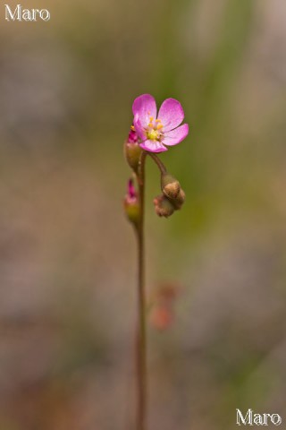 トウカイコモウセンゴケ（東海小毛氈苔）の花 滋賀県 2013年6月