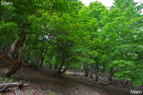 新緑まぶしい八ヶ峰 森林浴の森100選 水源の森百選 2013年6月